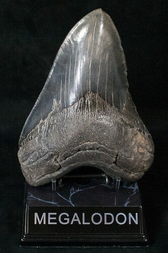 Massive Megalodon Tooth With Serrations #16396
